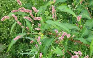 Как использовать экстракт водяного перца для сокращения матки после родов?