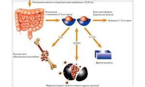 Ферритин в крови: что означает показатель белка в анализе на железо
