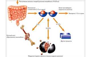 Ферритин в крови: что означает показатель белка в анализе на железо