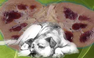 Почечная недостаточность у собак