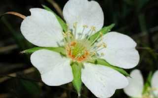 Лапчатка белая — применение при заболеваниях щитовидной железы