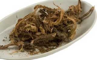 Красный корень — лечебные свойства и противопоказания. Полная инструкция по применению с рецептами спиртовой настойки, отвара, бальзама