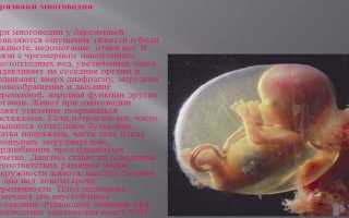 Многоводие при беременности — причины, виды и степени тяжести патологии, методы лечения, возможные осложнения