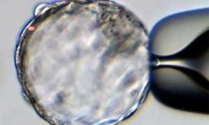 Бластоциста: развитие бластомеров, перенос и имплантация