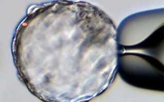 Бластоциста: развитие бластомеров, перенос и имплантация