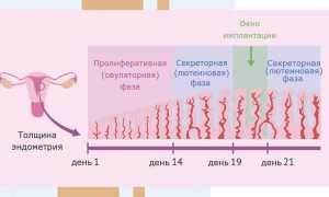 Фазы менструального цикла и планирование беременности
