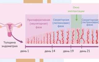 Фазы менструального цикла и планирование беременности