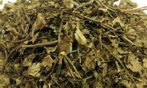 Черника — полезные свойства и противопоказания