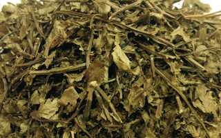 Черника — полезные свойства и противопоказания