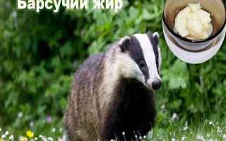 Барсучий жир–лечебные свойства, применение и противопоказания