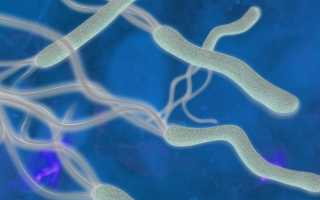 Бактерия хеликобактер пилори