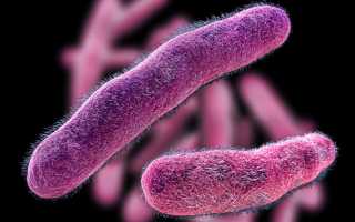 Шигеллез: симптомы и лечение