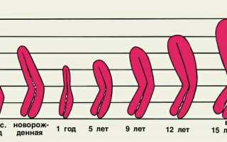 Каковы нормальные размеры матки?