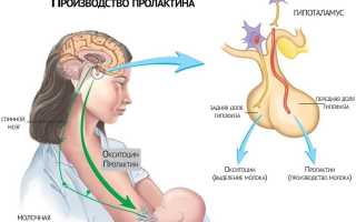 Как связаны пролактин и овуляция?