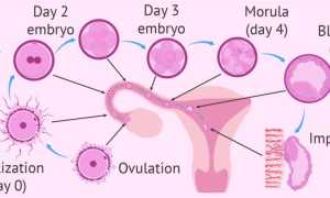 На какой день ЭКО происходит имплантация эмбриона?