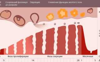 Особенности желтого тела при внематочной беременности