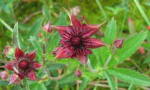 Сабельник для суставов — инструкция и показания к применению