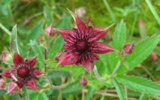 Сабельник для суставов — инструкция и показания к применению