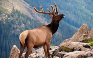 Панты марала –лечебные свойства, противопоказания и применение в медицине