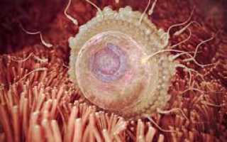 Можно ли забеременеть не в дни овуляции: какова вероятность?