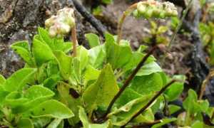 Травы при климаксе