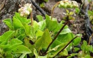 Травы при климаксе