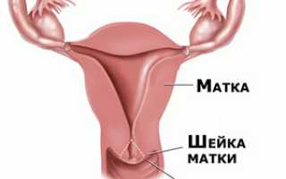 Как происходит осмотр шейки матки?