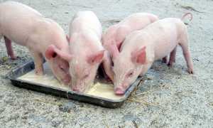 Можно ли препарат Альбен принимать людям