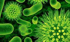 Бактериальные заболевания у человека