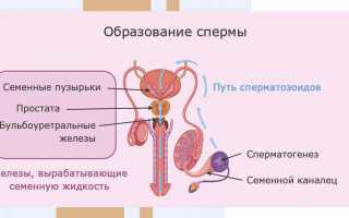 Анатомия мужских половых органов. Мужская репродуктивная система