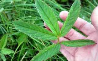 Сабельник болотный — полезные свойства, применение и противопоказания