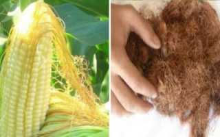 Кукурузные рыльца при беременности – разносторонний эффект от множества болезней