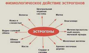 Эстрадиол при беременности: норма гормона по неделям