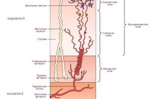 Что такое обратное развитие эндометрия?