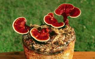 Гриб Рейши–лечебные свойства, противопоказания и применение в народной медицине