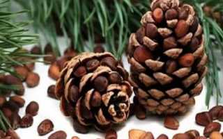 Кедровые орехи — польза и вред для здоровья