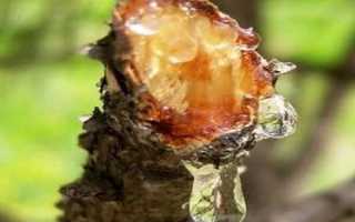 Еловая живица в народной медицине