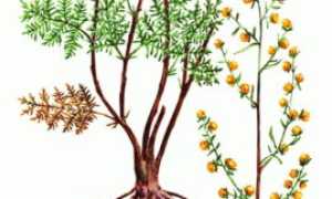 Какие травы можно применять против грибка ногтей на ногах?