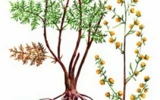 Какие травы можно применять против грибка ногтей на ногах?