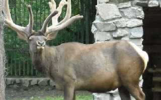 Кровь марала–полезные свойства и правила применения в лечебных целях