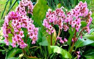 Бадан–лечебные свойства и применение в народной медицине