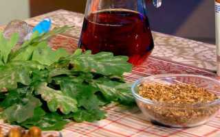 Польза и вред коры дуба при беременности