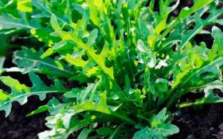 Итальянский салат-руккола при беременности