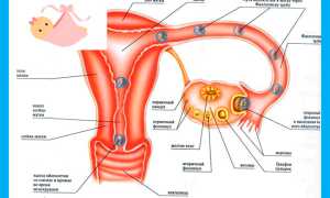Почему в яичниках нет фолликулов: можно ли при этом забеременеть