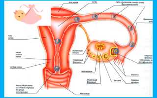Почему в яичниках нет фолликулов: можно ли при этом забеременеть