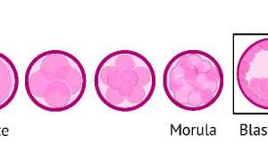 Сколько эмбрионов подсаживать при ЭКО: совет врача и регламент Минздрава