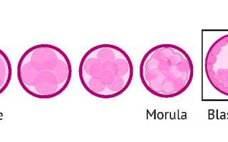 Сколько эмбрионов подсаживать при ЭКО: совет врача и регламент Минздрава