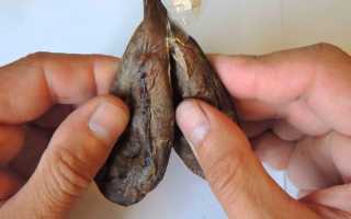 Бобровая струя–лечебные свойства и инструкция по применению