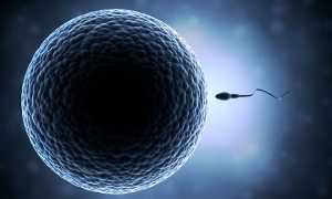 Искусственная инсеминация в домашних условиях — главные условия