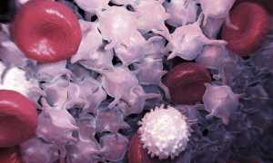 Лейкоциты в моче при беременности